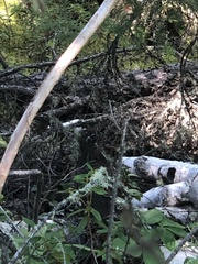 Canachites canadensis