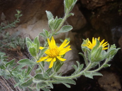 Heterotheca fulcrata