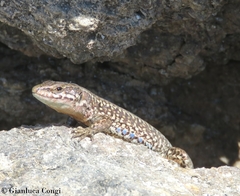 Podarcis muralis breviceps