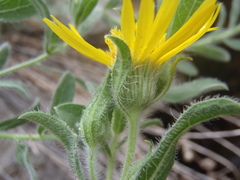 Heterotheca fulcrata