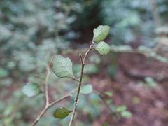 Melicytus micranthus