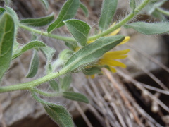 Heterotheca fulcrata