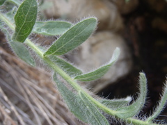 Heterotheca fulcrata