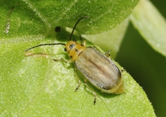 Trirhabda schwarzi