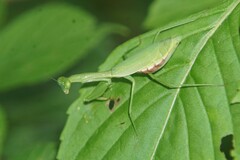 Stagmomantis fraterna