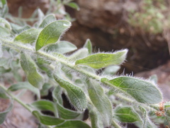 Heterotheca fulcrata