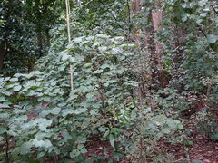 Melicytus micranthus