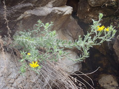 Heterotheca fulcrata