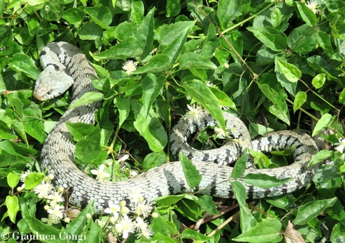 Natrix natrix sicula