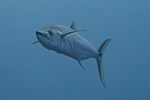 Albacore (Scomberomorus commerson) — Scombridae — 4