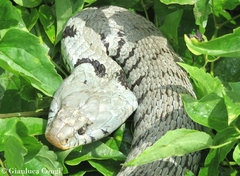 Natrix helvetica sicula