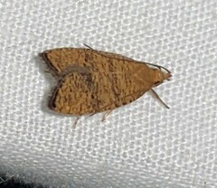 Psilocorsis quercicella