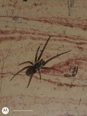 Kukulcania hibernalis