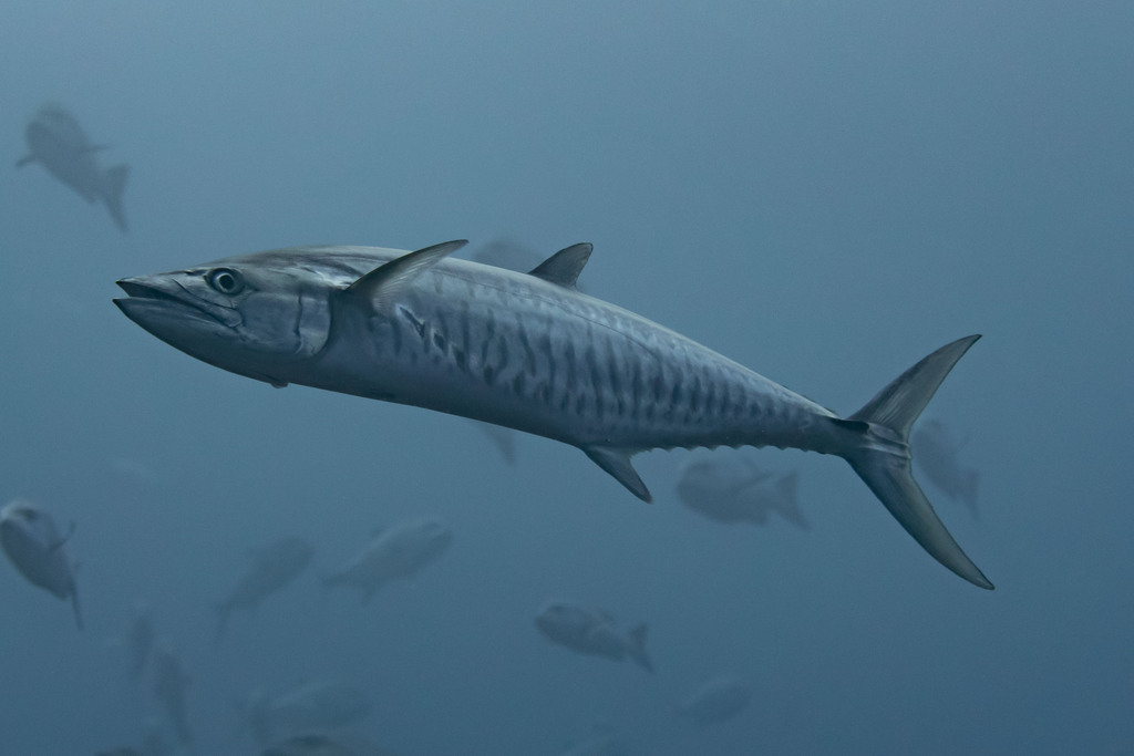 Mackerels, Tunas, and Bonitos