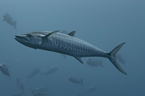 Bonito
