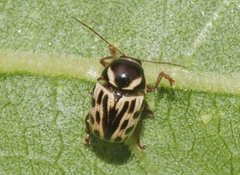 Cryptocephalus simulans