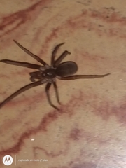 Kukulcania hibernalis