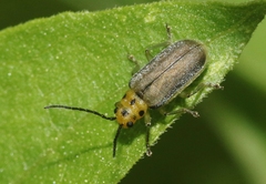 Trirhabda schwarzi