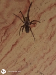 Kukulcania hibernalis