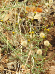Erigeron biolettii