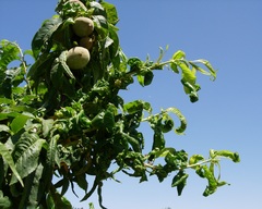 Brachycaudus amygdalinus