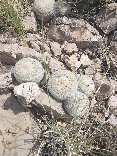 Epithelantha micromeris
