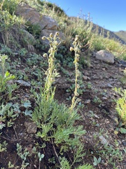 Artemisia scopulorum