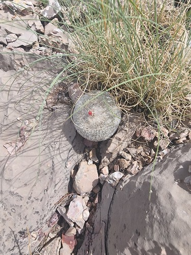 Epithelantha micromeris