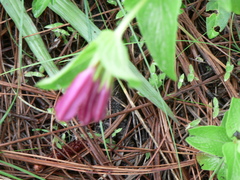 Spigelia scabrella