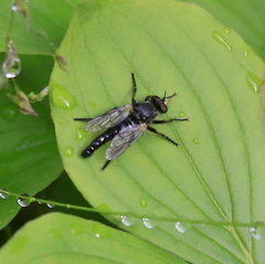 Cyrtopogon
