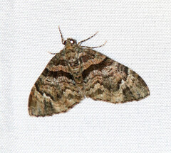 Hammaptera improbaria