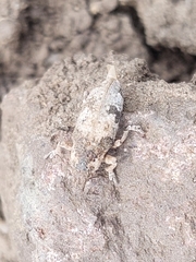 Bothynoderes affinis