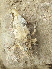 Bothynoderes affinis