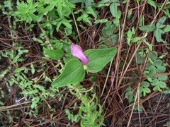 Spigelia scabrella