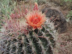 Ferocactus peninsulae