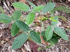 Rhynchosia tomentosa