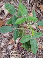 Rhynchosia tomentosa