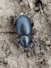 Psallidium maxillosum