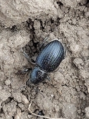 Psallidium maxillosum