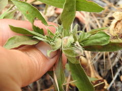 Procecidochares anthracina