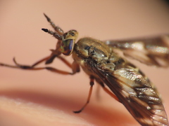 Chrysops fulvaster