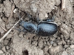 Psallidium maxillosum