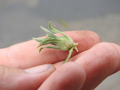 Procecidochares anthracina