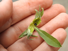 Procecidochares anthracina