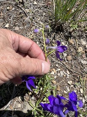Delphinium depauperatum