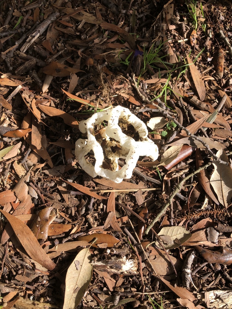 white basket fungus from Korakonui School, Te Awamutu, Waikato, NZ on
