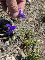 Delphinium depauperatum