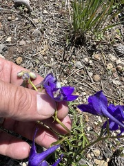 Delphinium depauperatum