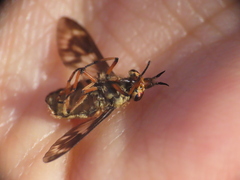 Chrysops fulvaster