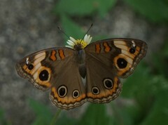 Junonia genoveva